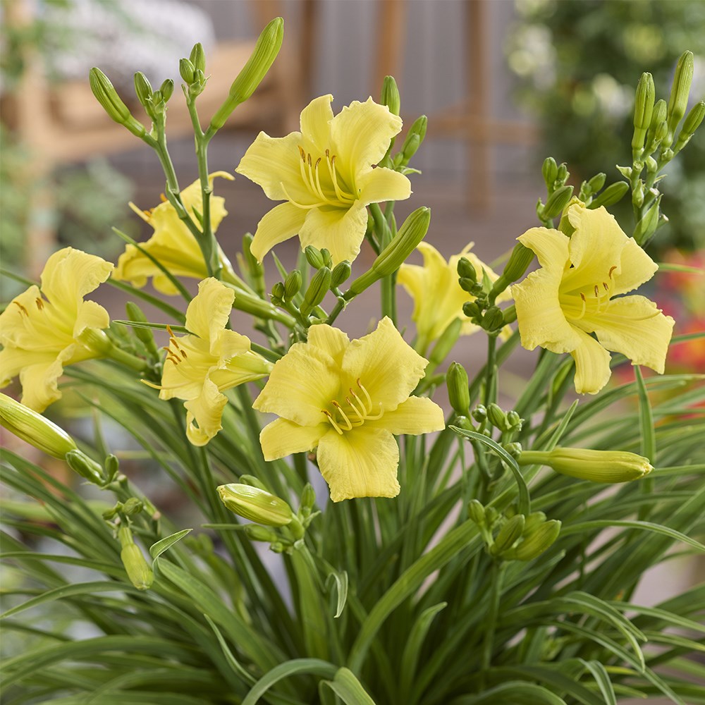 <i>Hemerocallis</i> 'Stella Citron' (PBR)