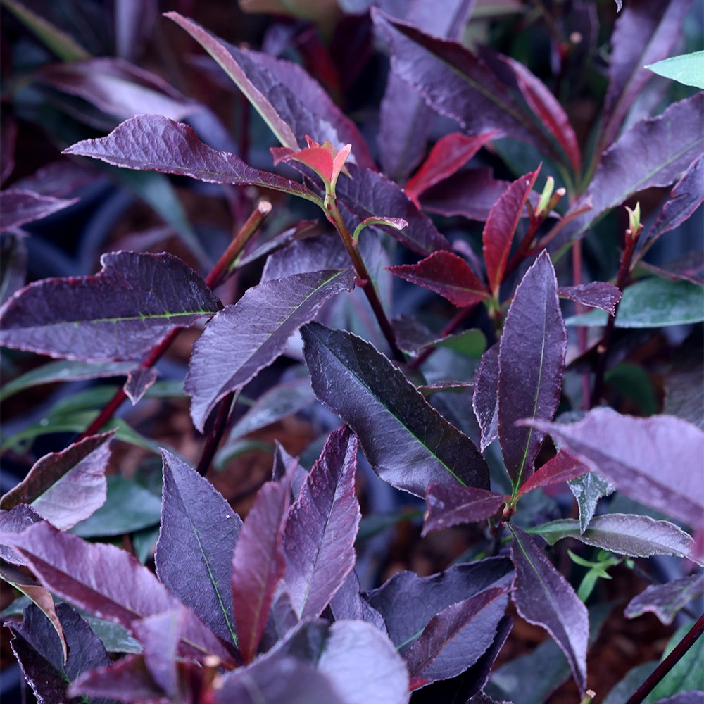 <i>Photinia</i> 'Blackberry Gem'