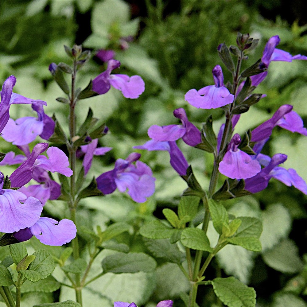 <i>Salvia</i> 'Cool Violet'