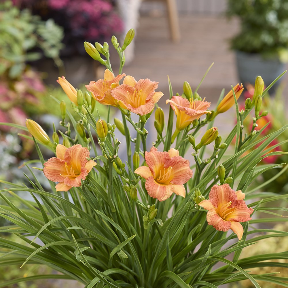 <i>Hemerocallis</i> 'Stella Tangerine' (PBR)