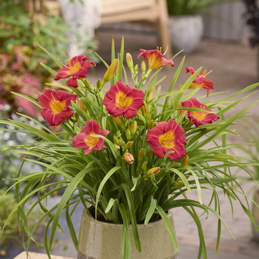 <i>Hemerocallis</i> 'Stella Rouge' (PBR)