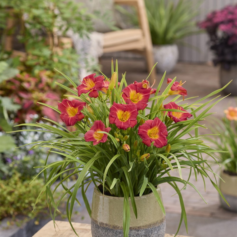<i>Hemerocallis</i> 'Stella Rouge' (PBR)