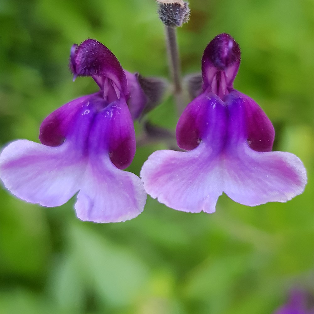 <i>Salvia</i> <b class=small-caps>Oriental Dove</b> ('Dysmau') (PBR)