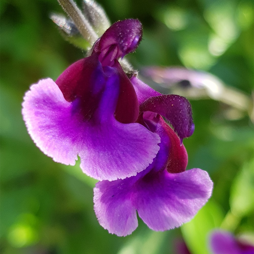 <i>Salvia</i> <b class=small-caps>Oriental Dove</b> ('Dysmau') (PBR)