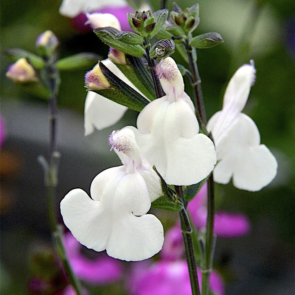 <i>Salvia</i> 'Cool Cream' (PBR)