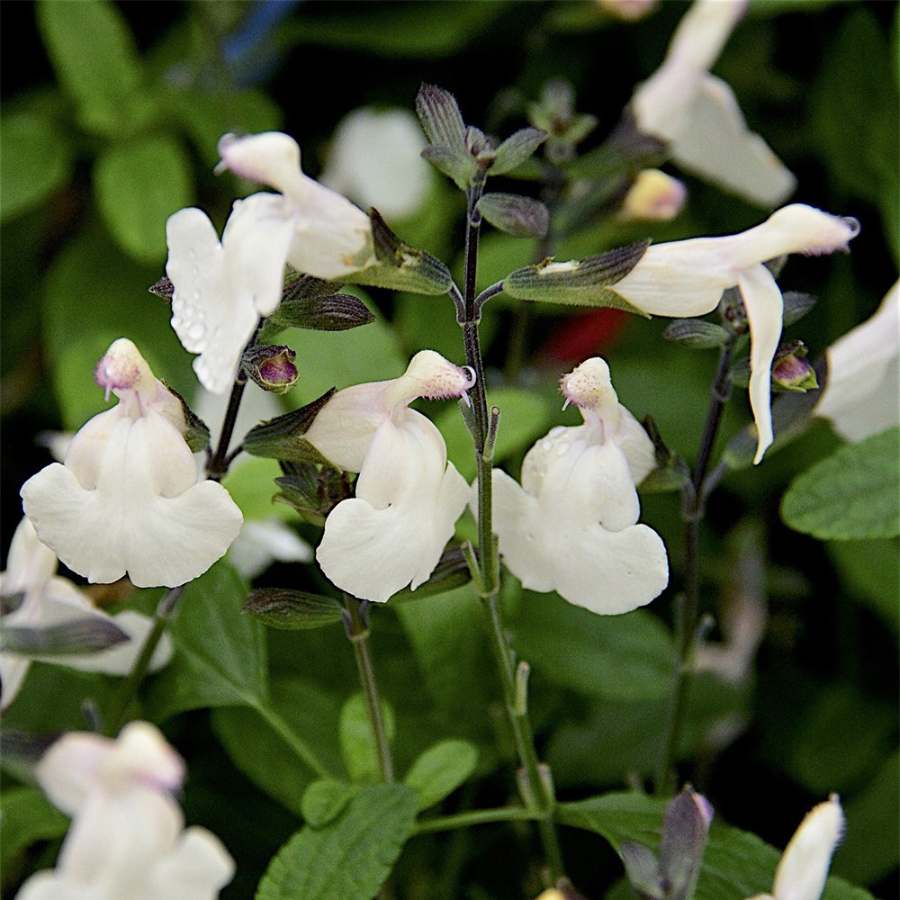 <i>Salvia</i> 'Cool Cream' (PBR)