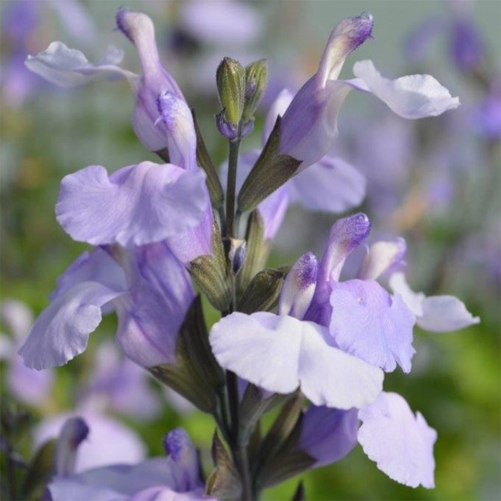 <i>Salvia</i> 'SoCool Pale Blue' (PBR)