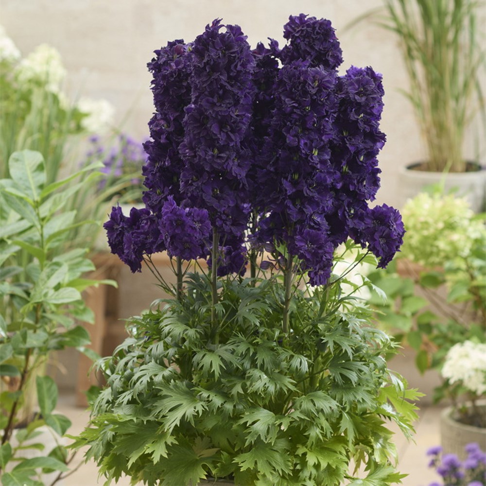 <i>Delphinium</i> <b class=small-caps>Paramo Black Velvet</b> ('Barthirty') (PBR) (Paramo Series)