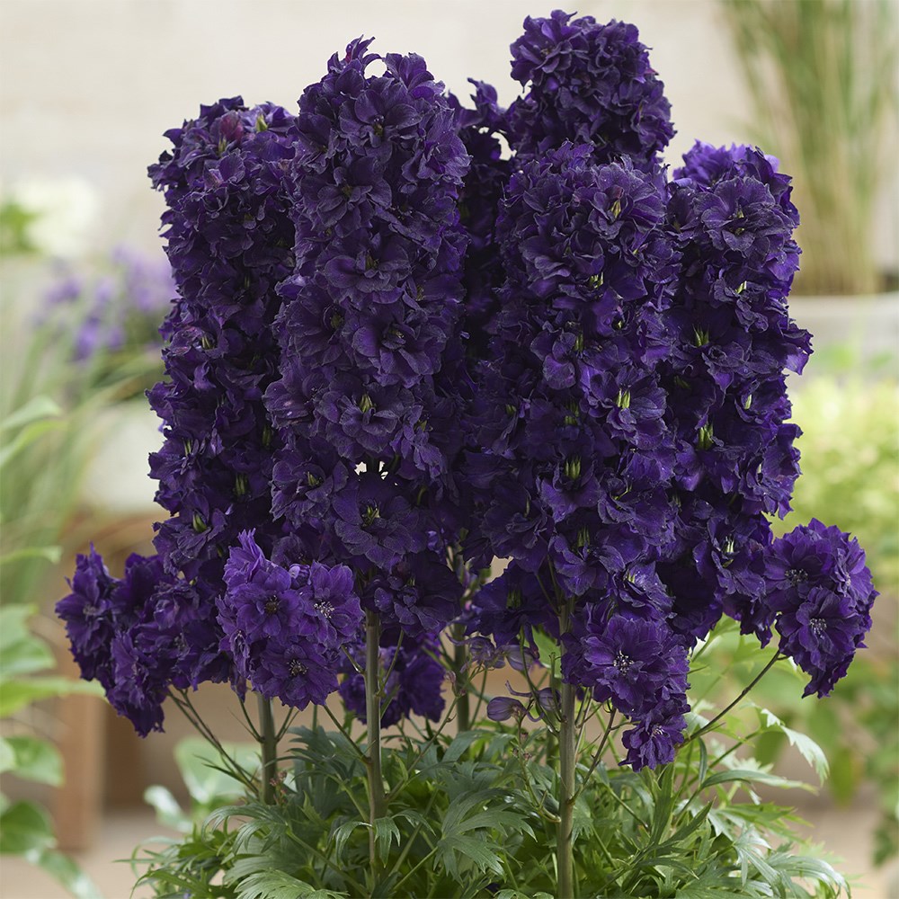 <i>Delphinium</i> <b class=small-caps>Paramo Black Velvet</b> ('Barthirty') (PBR) (Paramo Series)