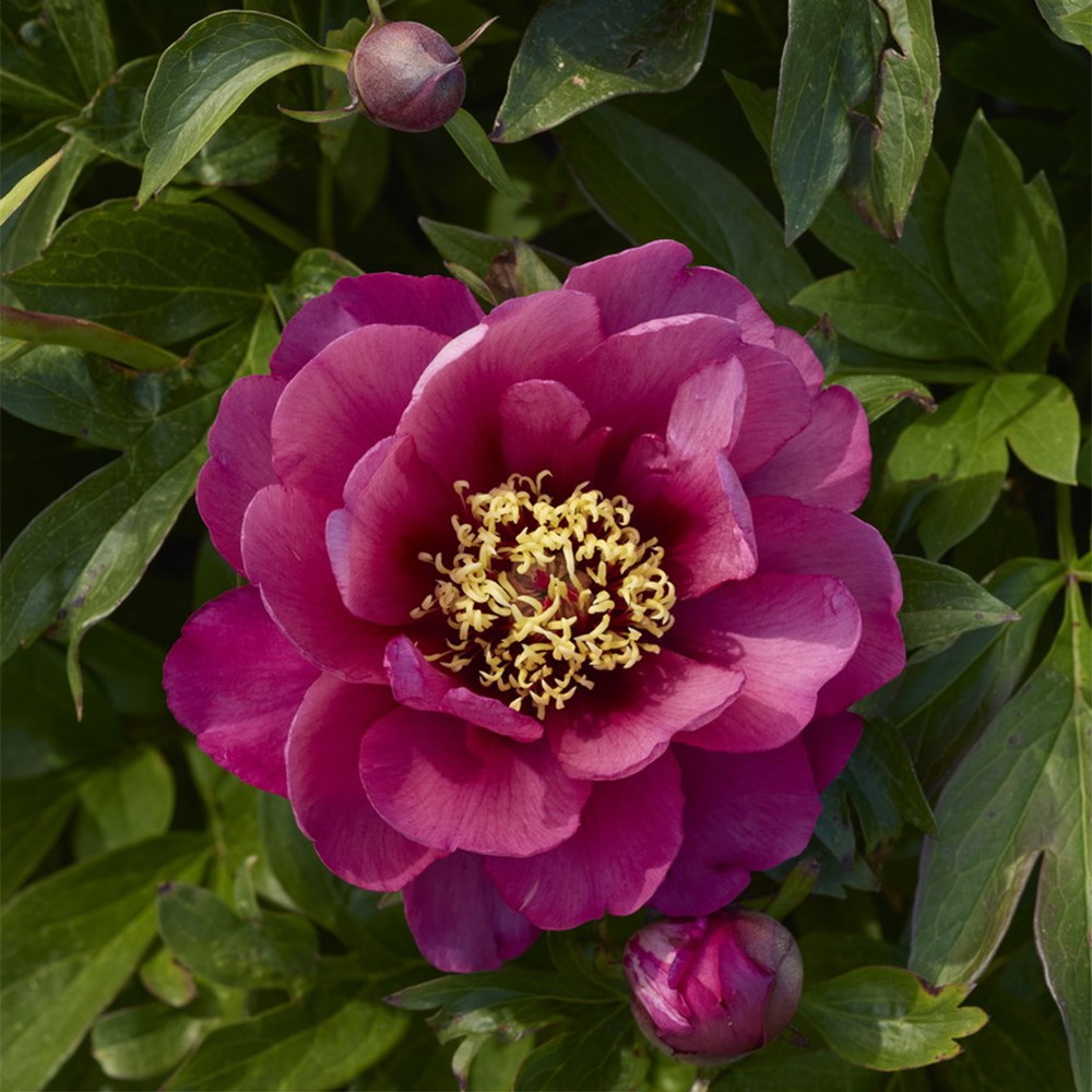 <i>Paeonia</i> 'Yankee Doodle Dandy'