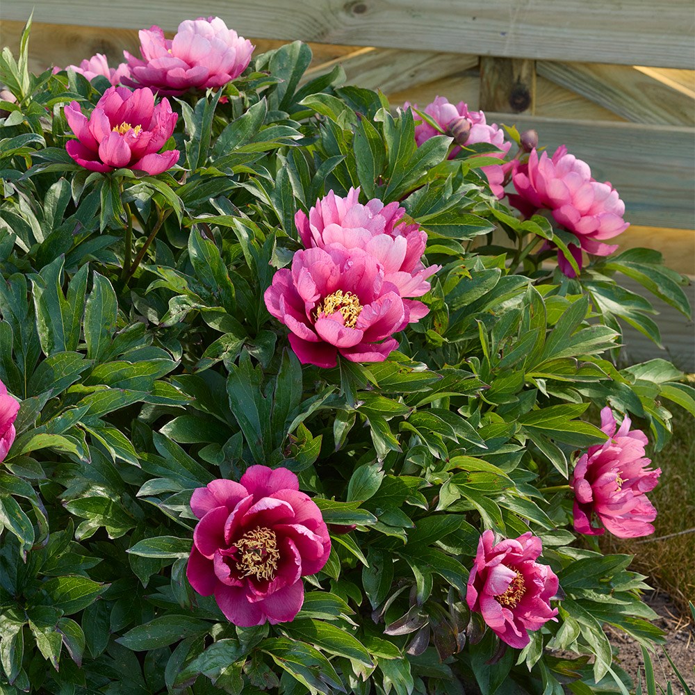 <i>Paeonia</i> 'Yankee Doodle Dandy'