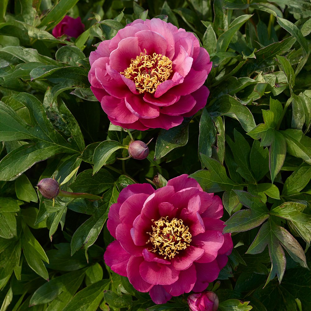 <i>Paeonia</i> 'Yankee Doodle Dandy'