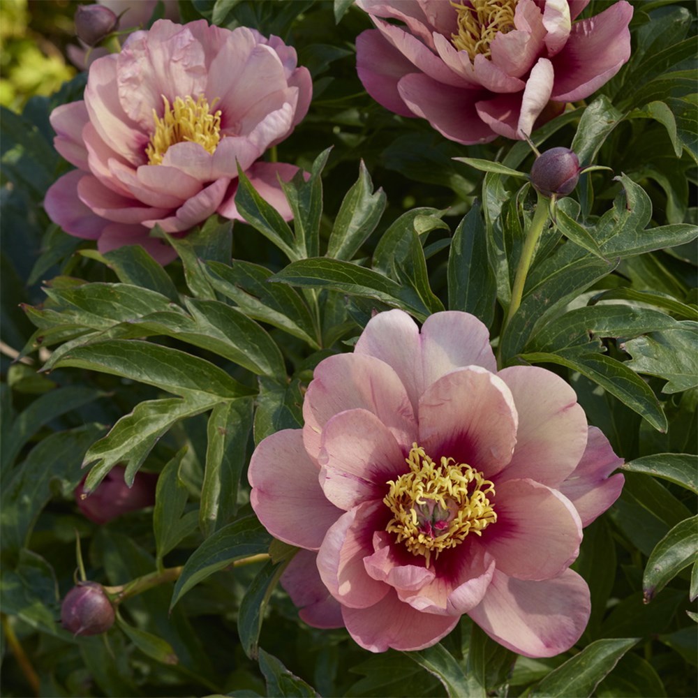 <i>Paeonia</i> <b class=small-caps>Evie Jane</b> ('Smithopus7') (Garden Candy Series)