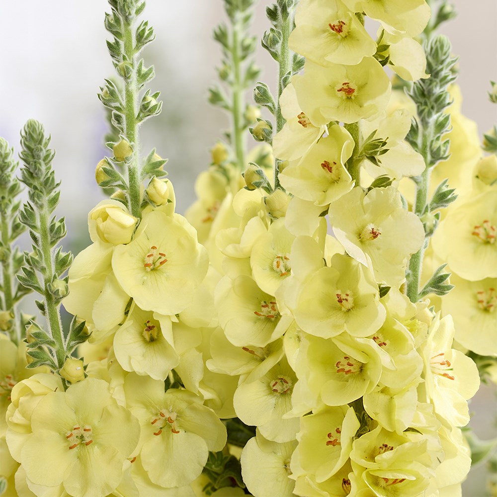 <i>Verbascum</i> 'Primrose Path'