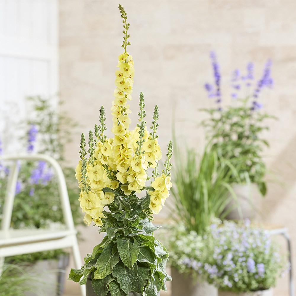 <i>Verbascum</i> 'Primrose Path'