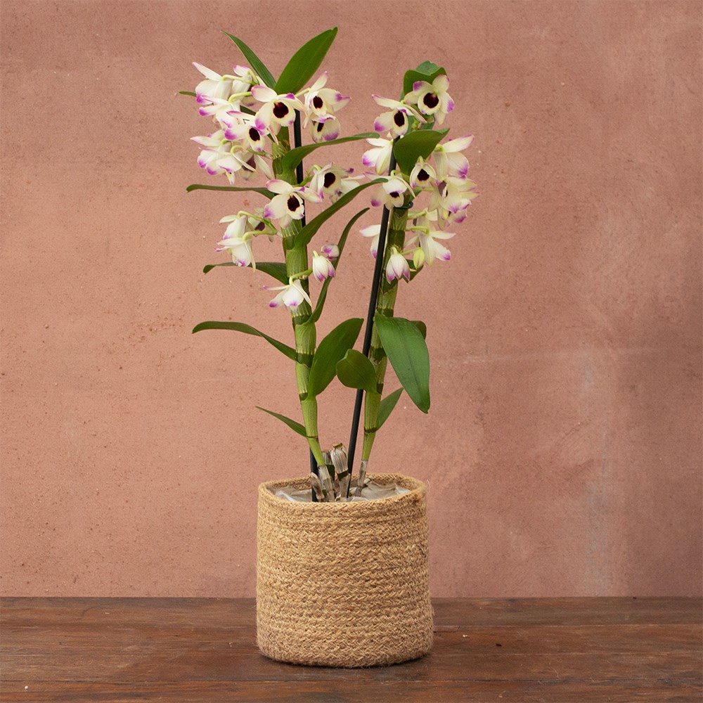 Dendrobium Sunny Eyes | Orchid
