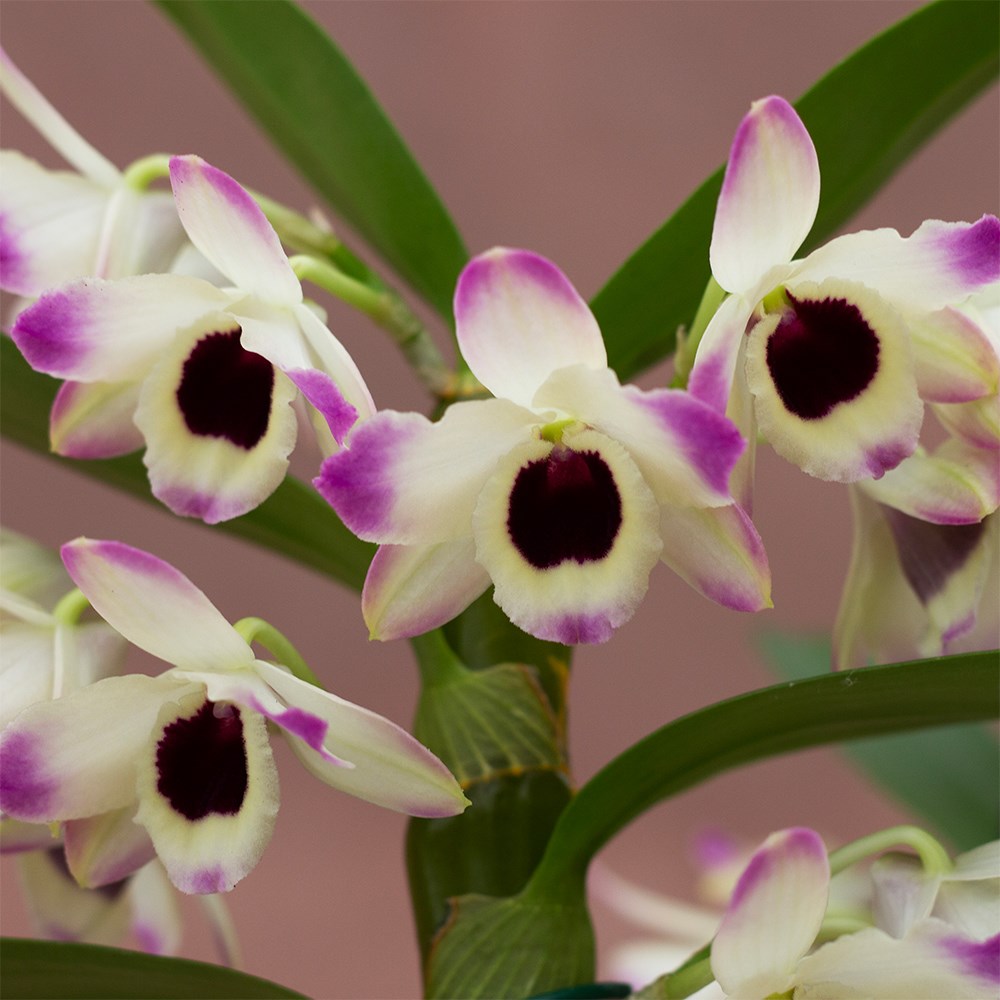Dendrobium Sunny Eyes | Orchid