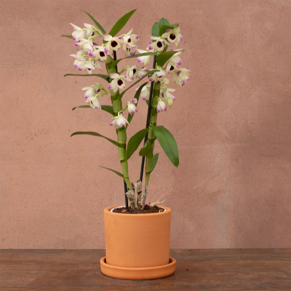 Dendrobium Sunny Eyes | Orchid