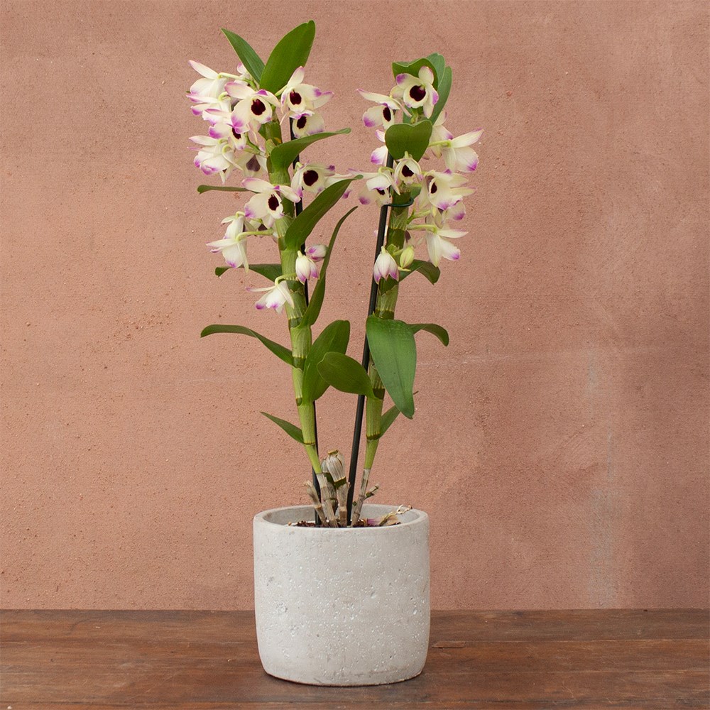 Dendrobium Sunny Eyes | Orchid