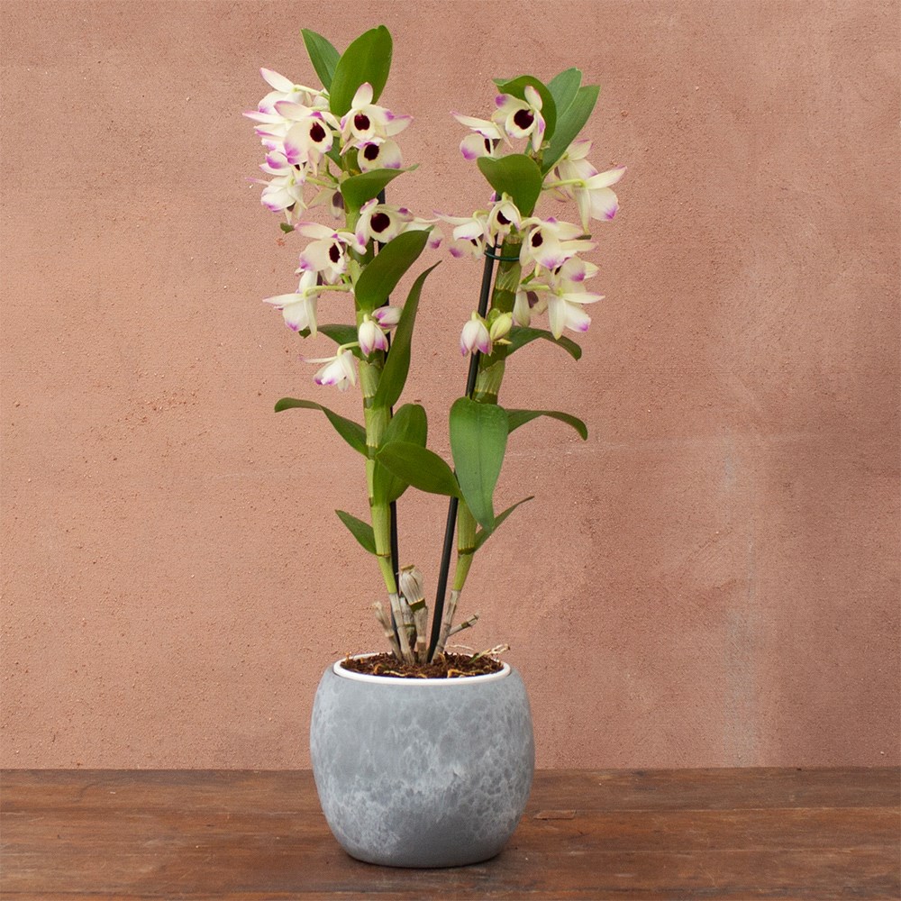 Dendrobium Sunny Eyes | Orchid