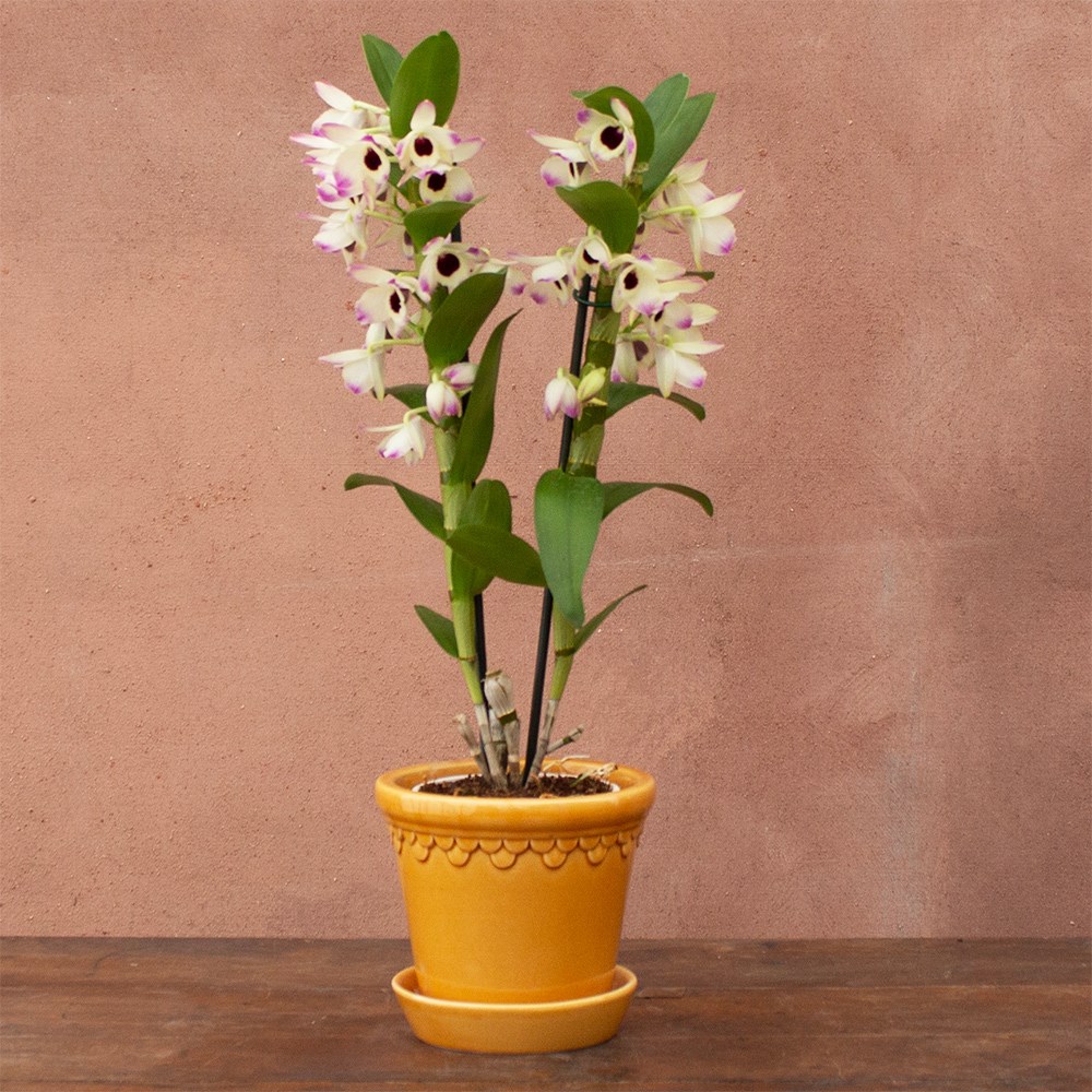 Dendrobium Sunny Eyes | Orchid