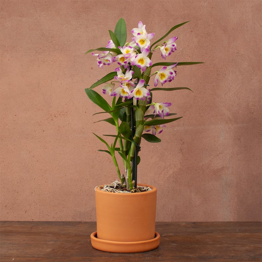 Dendrobium Bright Eyes | Orchid