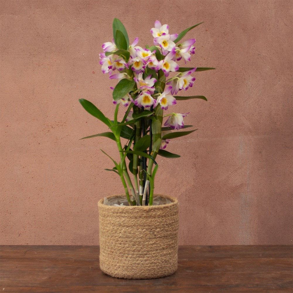 Dendrobium Bright Eyes | Orchid