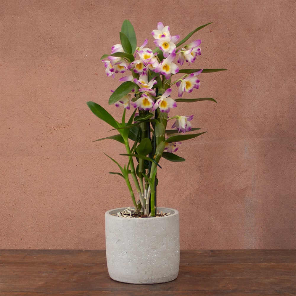 Dendrobium Bright Eyes | Orchid