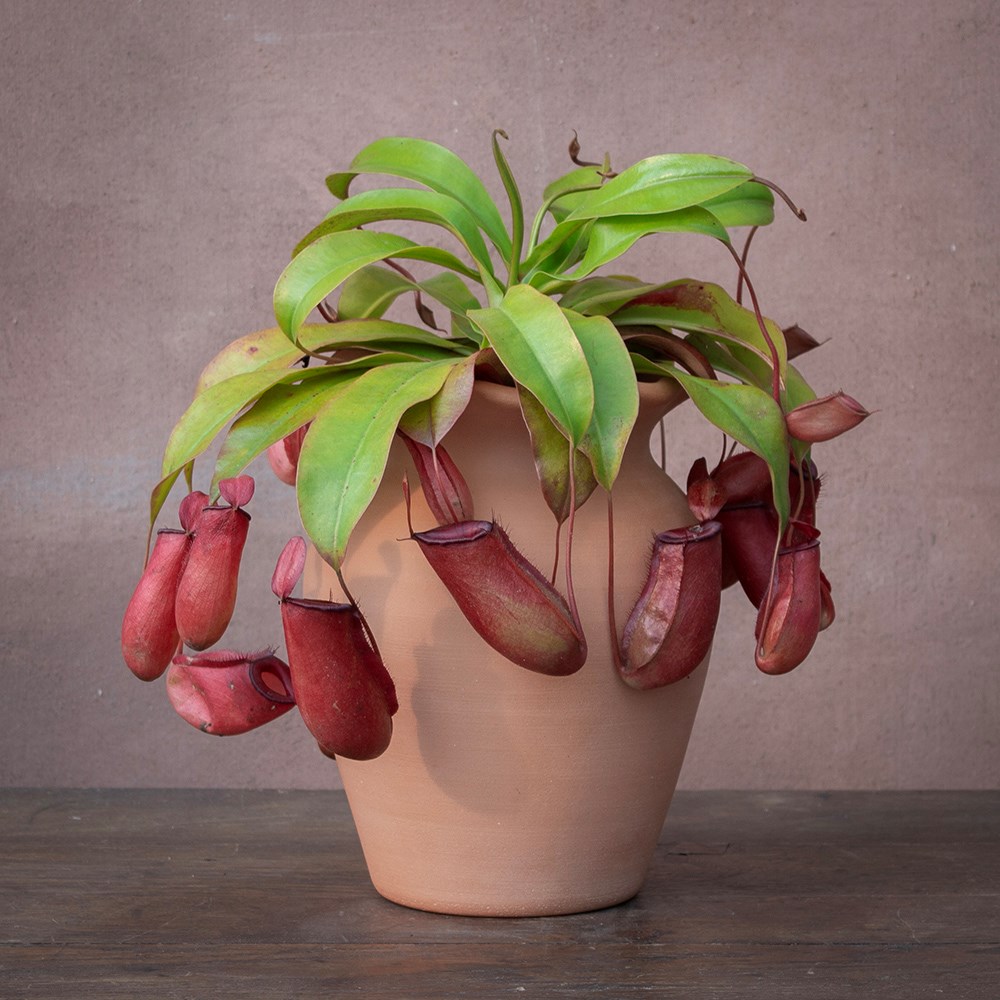 <i>Nepenthes</i> 'Bloody Mary' (PBR)