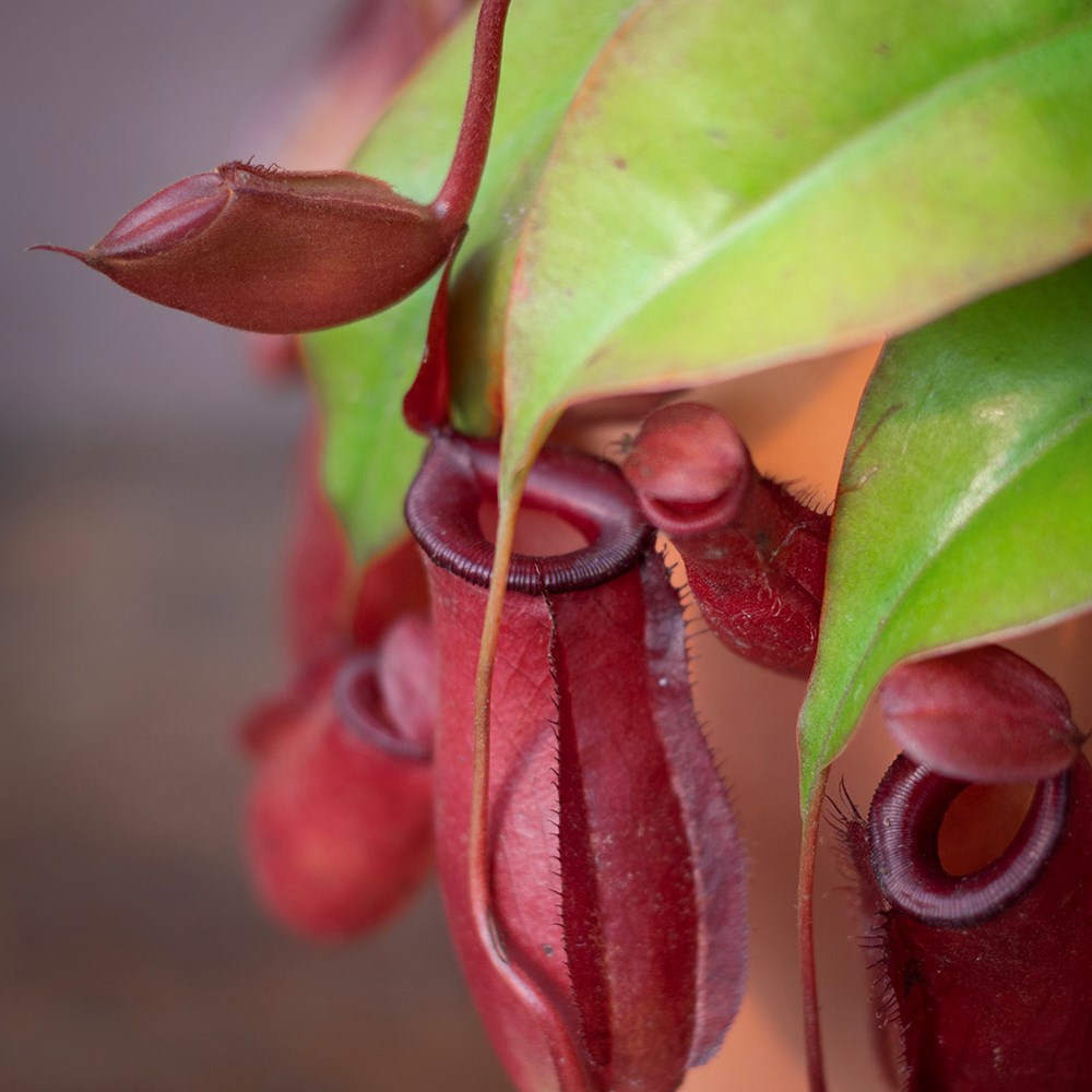 <i>Nepenthes</i> 'Bloody Mary' (PBR)