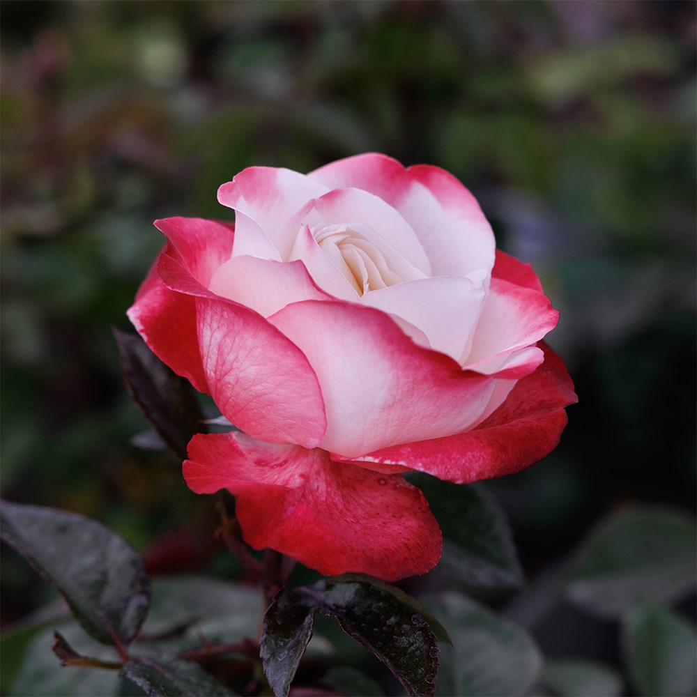<i>Rosa</i> <b class=small-caps>Nostalgia</b> ('Taneiglat') | Hybrid Tea Rose