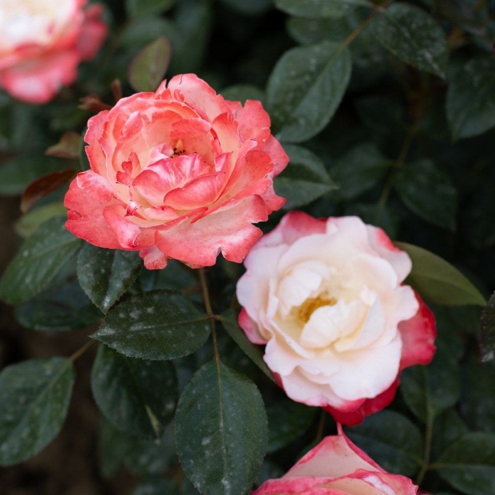 <i>Rosa</i> <b class=small-caps>Nostalgia</b> ('Taneiglat') | Hybrid Tea Rose
