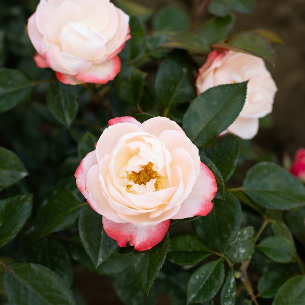 <i>Rosa</i> <b class=small-caps>Nostalgia</b> ('Taneiglat') | Hybrid Tea Rose