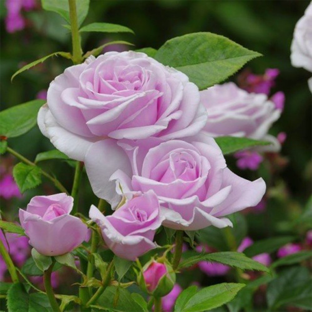 <i>Rosa</i> <b class=small-caps>Pacific Blue</b> ('Tan98485') | Hybrid Tea Rose