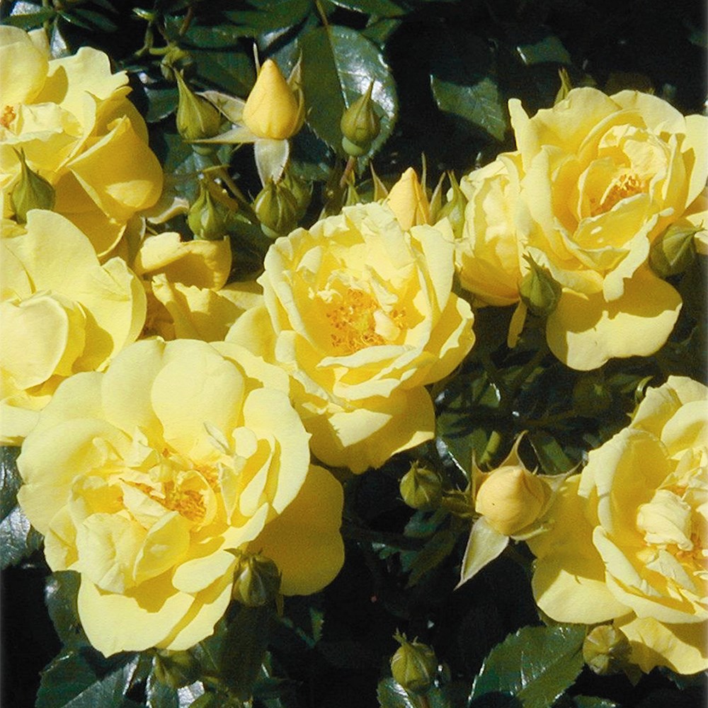 <i>Rosa</i> <b class=small-caps>Flower Carpet Gold</b> ('Noalesa') (PBR) | Ground Cover Rose
