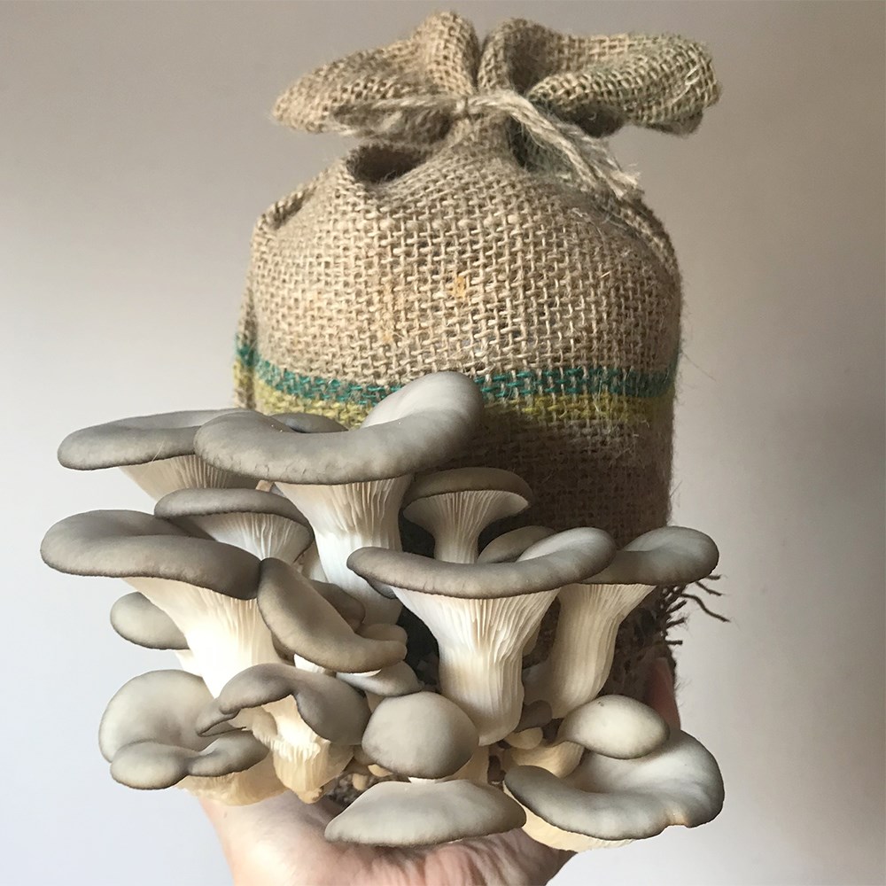 Grey oyster mushrooms
