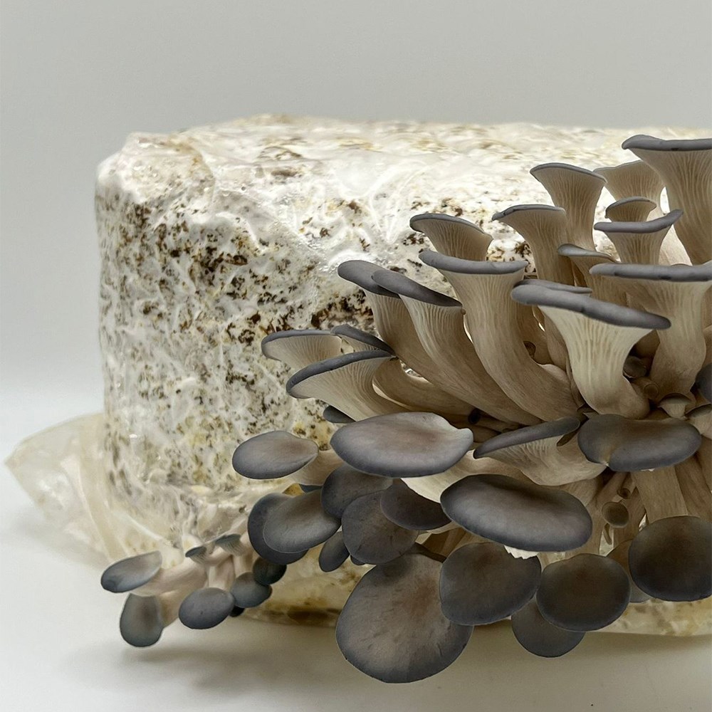 Grey oyster mushrooms
