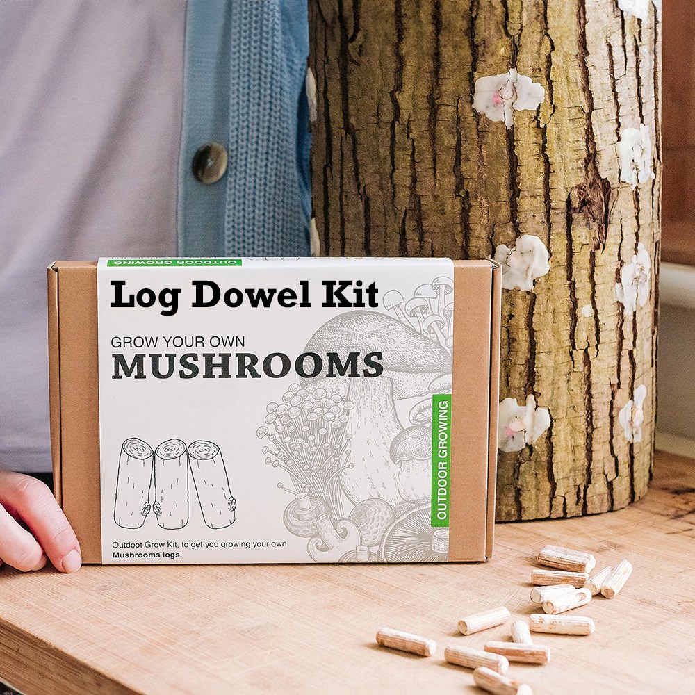Grey oyster mushrooms