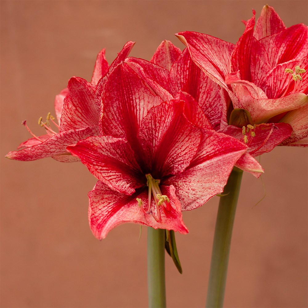 Hippeastrum Stardust | Houseplant