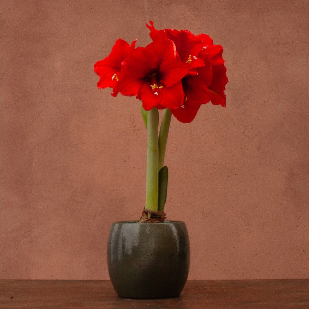 Hippeastrum Premiere | Houseplant