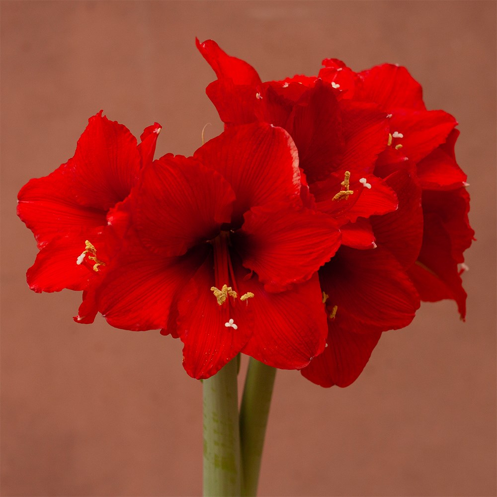 Hippeastrum Premiere | Houseplant