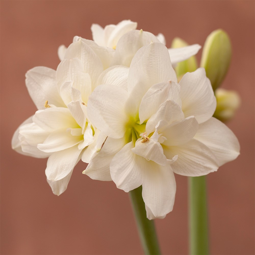 <i>Hippeastrum </i> 'Akiko' (PBR) | Houseplant