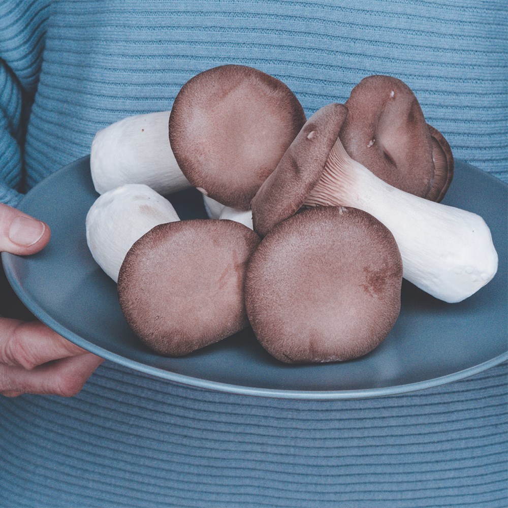 King oyster mushrooms