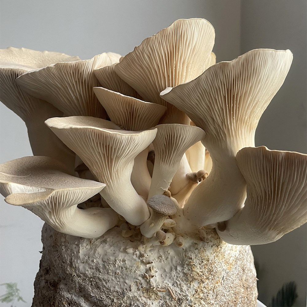 King oyster mushrooms