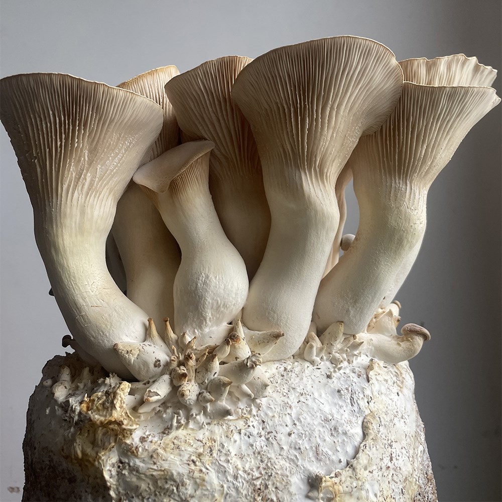 King oyster mushrooms