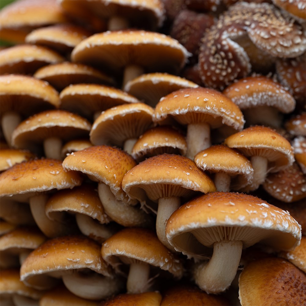 Shiitake mushrooms