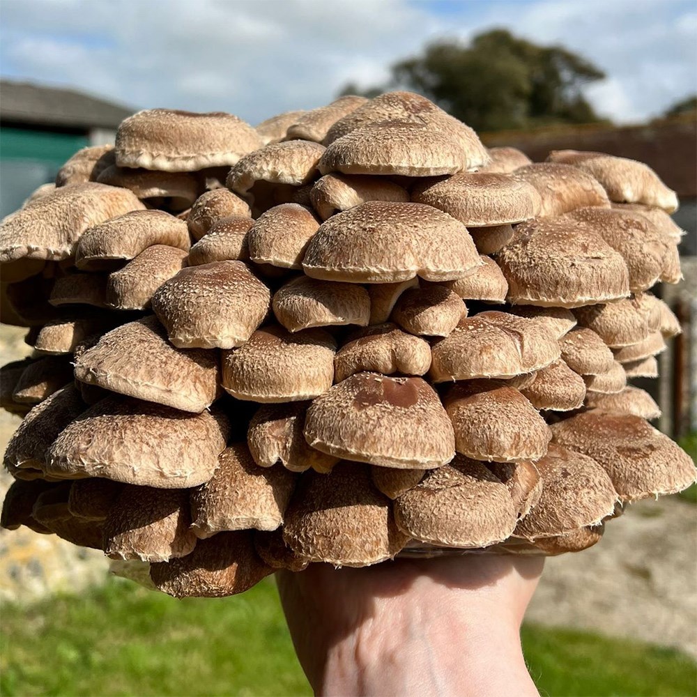Shiitake mushrooms