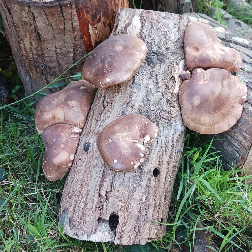 Shiitake mushrooms