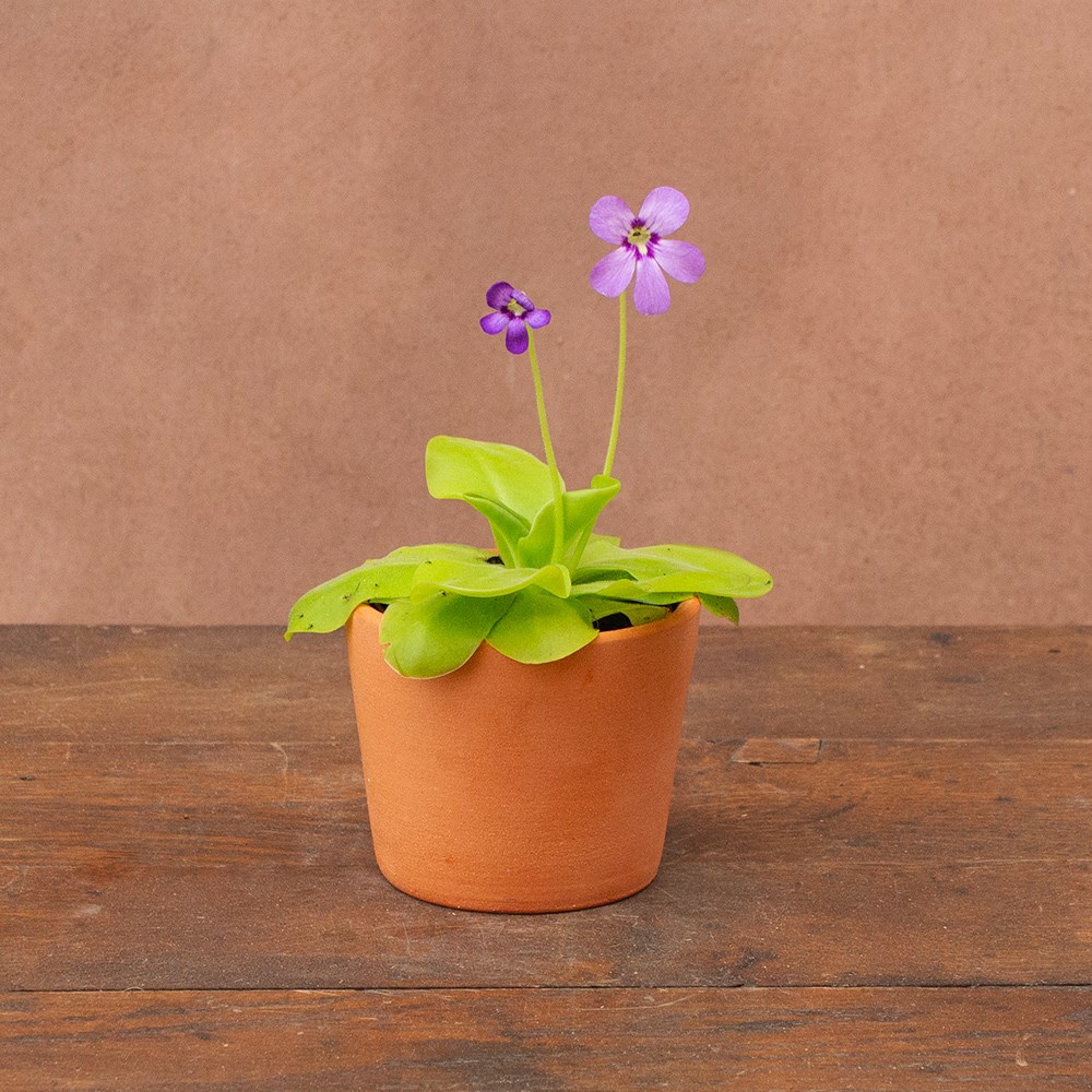 <i>Pinguicula</i> 'Tina'