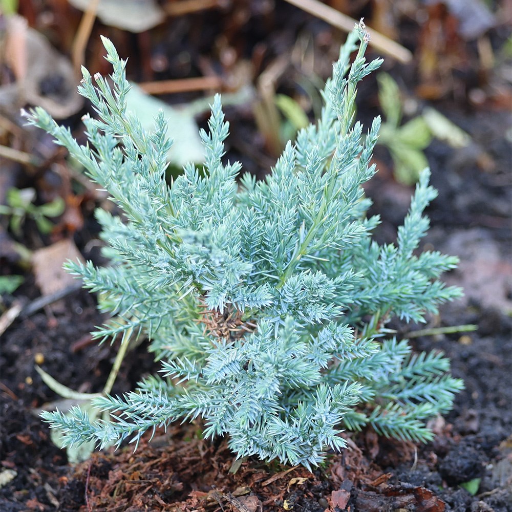 <i>Juniperus squamata</i> 'Holger'